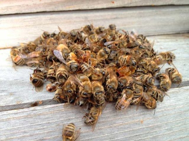 Пчелиный подмор для потенции мужчин: рецепты и отзывы