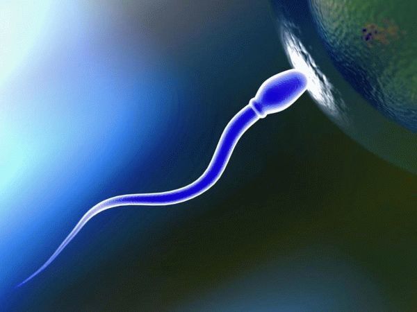 Агглютинация сперматозоидов в спермограмме у мужчин: степени, причины, лечение