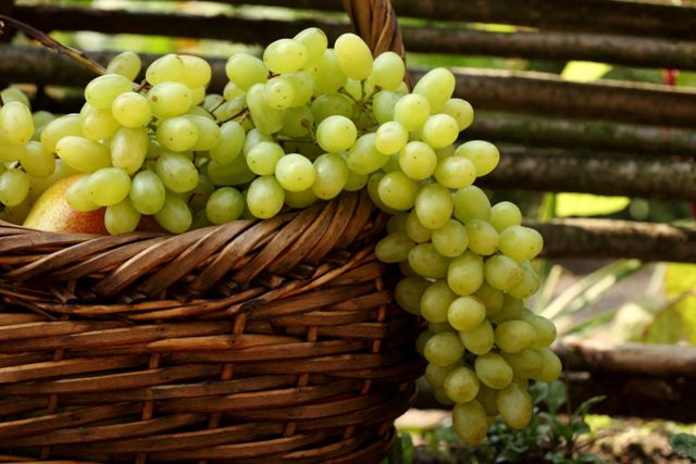 Виноград для организма и потенции мужчины: польза и вред, рецепты, отзывы