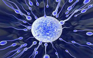 Тератозооспермия: лечение, что это значит у мужчин, беременность