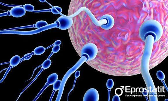 Сколько точно живут сперматозоиды времени (дней и часов) в разной среде?