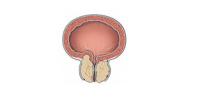 Застой спермы в яичках и простате у мужчин: симптомы, последствия, лечение