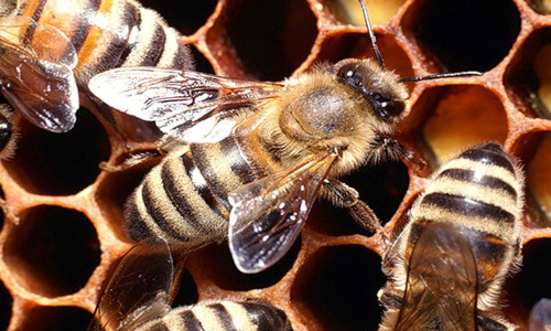 Пчелиная перга для потенции: как принимать мужчине?