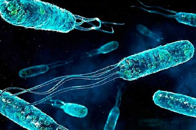 enterococcus faecalis у мужчин: норма, причины, симптомы и лечение